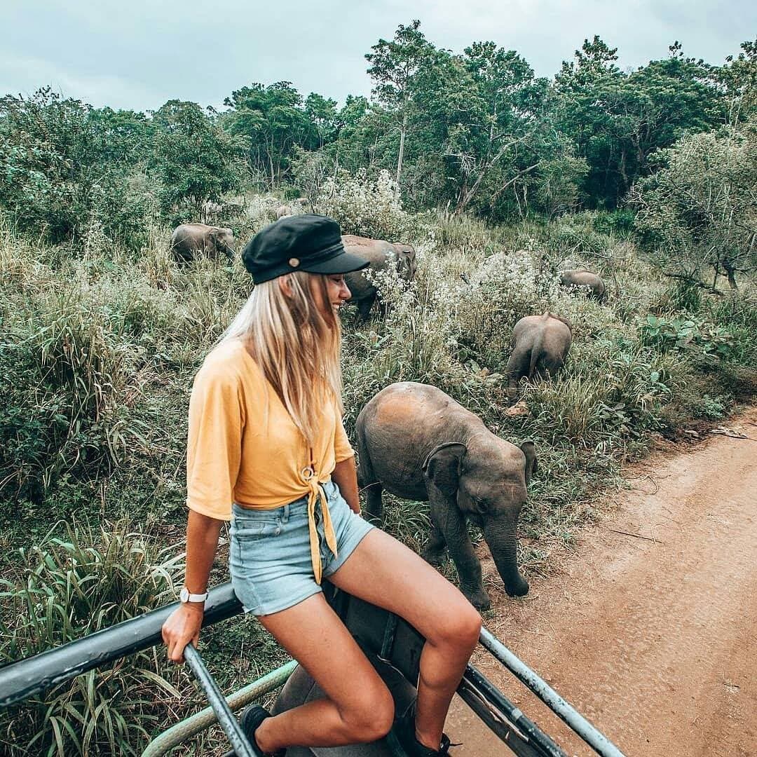 野生動物ツアー